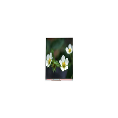 PP055IA-09B 1440*2560 5.5 ইঞ্চি 16.7M এলসিডি স্ক্রিন প্রদর্শন