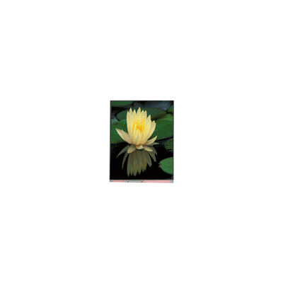 ভালো দাম 1080*1920 PP060IC-01D 6.0 ইঞ্চি 1000: 1 এলসিডি স্ক্রিন প্যানেল অনলাইন