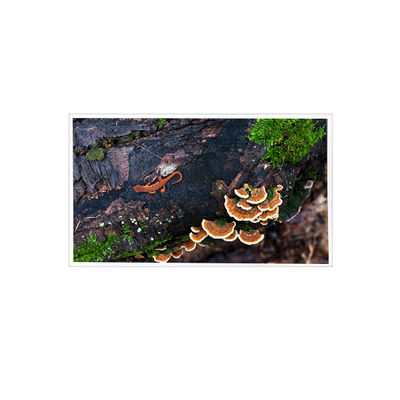 ভালো দাম 15.6 ইঞ্চি 1920*1080 PT156FHM-N10 eDP 30 পিন এলসিডি স্ক্রিন ডিসপ্লে প্যানেল অনলাইন