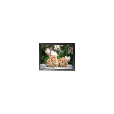 ভালো দাম F050A12-601 মোবাইল ফোনের জন্য 5.0 ইঞ্চি এলসিডি ডিসপ্লে স্ক্রিন অনলাইন